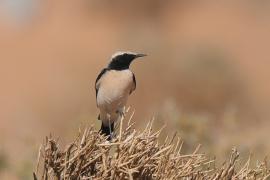 Białorzytka pustynna - Oenanthe deserti - Desert Wheatear