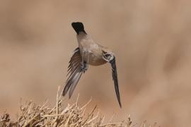 Białorzytka pustynna - Oenanthe deserti - Desert Wheatear