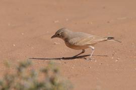 Skowronik rudawy - Ammomanes cinctura - Bar-tailed Lark