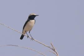 Białorzytka pustynna - Oenanthe deserti - Desert Wheatear