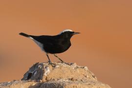 Białorzytka saharyjska - Oenanthe leucopyga - White-crowned Wheatear