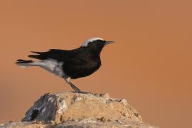 Białorzytka saharyjska - Oenanthe leucopyga - White-crowned Wheatear