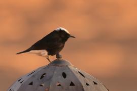 Białorzytka saharyjska - Oenanthe leucopyga - White-crowned Wheatear