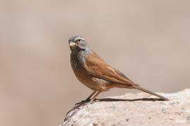 Trznadel saharyjski - Emberiza sahari - House Bunting