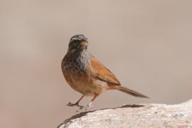Trznadel saharyjski - Emberiza sahari - House Bunting
