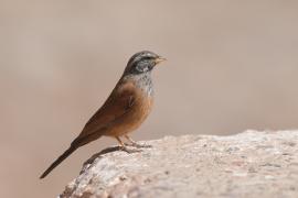 Trznadel saharyjski - Emberiza sahari - House Bunting