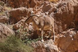 Arui grzywiasta - Ammotragus lervia - Barbary sheep