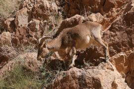 Arui grzywiasta - Ammotragus lervia - Barbary sheep