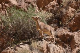 Arui grzywiasta - Ammotragus lervia - Barbary sheep