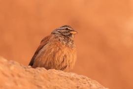 Trznadel saharyjski - Emberiza sahari - House Bunting