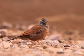Trznadel saharyjski - Emberiza sahari - House Bunting