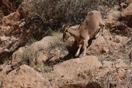 Arui grzywiasta - Ammotragus lervia - Barbary sheep