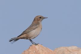Rudorzytka - Oenanthe moesta - Red-rumped Wheatear