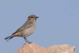 Rudorzytka - Oenanthe moesta - Red-rumped Wheatear