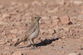 Rudorzytka - Oenanthe moesta - Red-rumped Wheatear