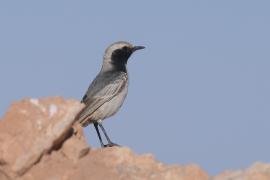 Rudorzytka - Oenanthe moesta - Red-rumped Wheatear