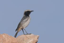 Rudorzytka - Oenanthe moesta - Red-rumped Wheatear