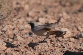 Rudorzytka - Oenanthe moesta - Red-rumped Wheatear