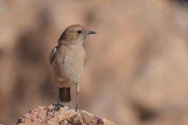 Rudorzytka - Oenanthe moesta - Red-rumped Wheatear