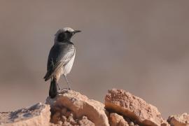 Rudorzytka - Oenanthe moesta - Red-rumped Wheatear