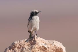 Rudorzytka - Oenanthe moesta - Red-rumped Wheatear