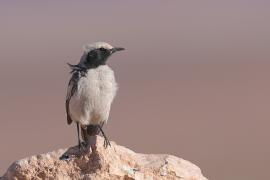 Rudorzytka - Oenanthe moesta - Red-rumped Wheatear