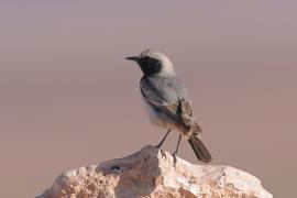 Rudorzytka - Oenanthe moesta - Red-rumped Wheatear