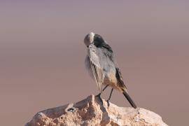 Rudorzytka - Oenanthe moesta - Red-rumped Wheatear