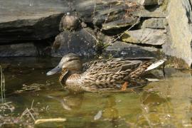 Krzyżówka - Anas platyrhynchos - Mallard