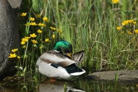 Krzyżówka - Anas platyrhynchos - Mallard