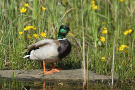 Krzyżówka - Anas platyrhynchos - Mallard