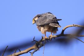 Raróg górski - Falco biarmicus - Lanner Falcon