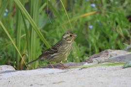 Trznadel - Emberiza citrinella - Yellowhammer