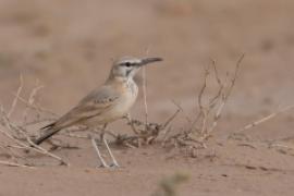 Skowron pustynny - Alaemon alaudipes - Greater Hoopoe-Lark
