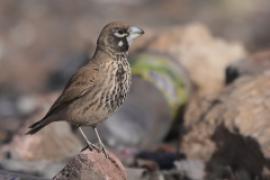 Skowroniak - Ramphocoris clotbey - Thick-billed Lark
