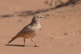 Skowronik rudawy - Ammomanes cinctura - Bar-tailed Lark