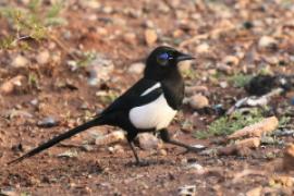 Sroka gołooka - Pica mauritanica - Maghreb Magpie