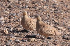 Stepówka piaskowa - Pterocles coronatus - Crowned Sandgrouse