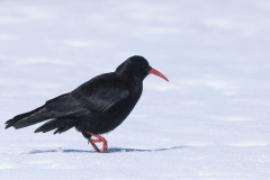 Wrończyk - Pyrrhocorax pyrrhocorax - Red-billed Chough