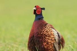 Bażant - Phasianus colchicus - Common Pheasant