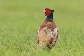 Bażant - Phasianus colchicus - Common Pheasant