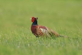 Bażant - Phasianus colchicus - Common Pheasant