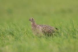 Bażant - Phasianus colchicus - Common Pheasant