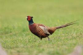 Bażant - Phasianus colchicus - Common Pheasant