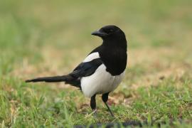 Sroka - Pica pica - Eurasian Magpie