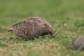 Kuropatwa - Perdix perdix - Grey Partridge