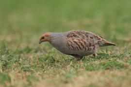 Kuropatwa - Perdix perdix - Grey Partridge
