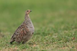 Kuropatwa - Perdix perdix - Grey Partridge