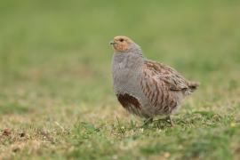 Kuropatwa - Perdix perdix - Grey Partridge