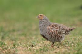 Kuropatwa - Perdix perdix - Grey Partridge